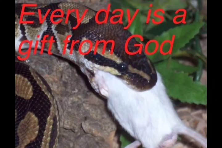 Thumbnail of c2a0-aeuqyy-6a26686691e84d4e 2