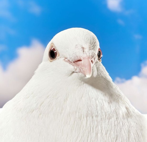 Thumbnail of p-c5rzshbppdu-9bdf127ff4b140ad 6