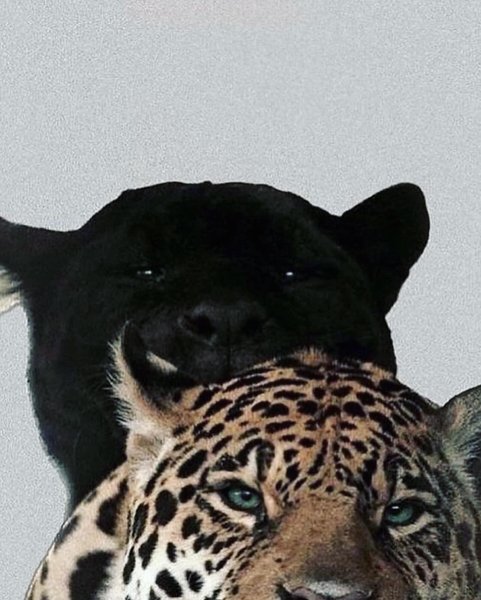 Thumbnail of p-c5v7dnrmpe0-d8dafed6051a4ed3 0