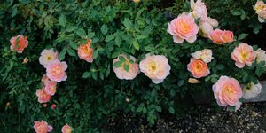Thumbnail of Why make something beautiful?