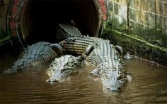 Thumbnail of ワニからアライグマまで35種！フロリダ州の下水管は動物たちの秘密基地と化していた | カラパイア